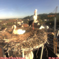 08_25-nest.jpg