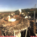 08_30-nest.jpg
