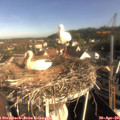 08_35-nest.jpg