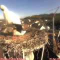 08_40-nest.jpg
