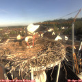08_45-nest.jpg