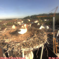 08_50-nest.jpg