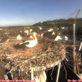 09_00-nest.jpg