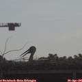 09_05-mast.jpg