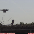 09_25-mast.jpg