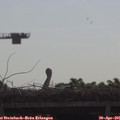09_30-mast.jpg