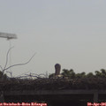 09_35-mast.jpg
