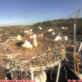 09_40-nest.jpg