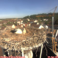 09_45-nest.jpg
