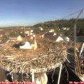09_50-nest.jpg