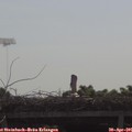 09_55-mast.jpg