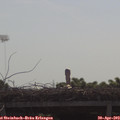 10_00-mast.jpg