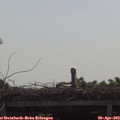 10_10-mast.jpg