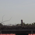 10_15-mast.jpg