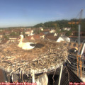 10_25-nest.jpg