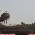 10_35-mast.jpg