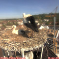 10_35-nest.jpg