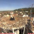 10_40-nest.jpg