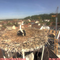 10_50-nest.jpg