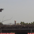 10_55-mast.jpg