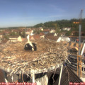 10_55-nest.jpg