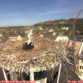 11_35-nest.jpg