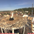 11_50-nest.jpg