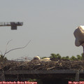 12_05-mast.jpg