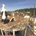 12_10-nest.jpg