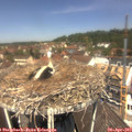 12_15-nest.jpg
