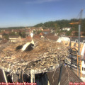 12_35-nest.jpg