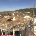 12_40-nest.jpg