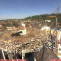 12_45-nest.jpg