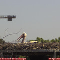 12_50-mast.jpg