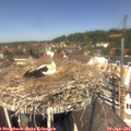 12_50-nest.jpg