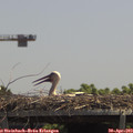 13_00-mast.jpg