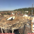 13_05-nest.jpg
