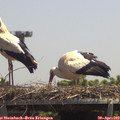 13_10-mast.jpg