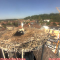 13_20-nest.jpg