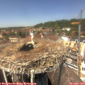 13_25-nest.jpg
