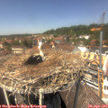 13_30-nest.jpg