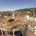 13_40-nest.jpg