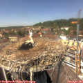 13_45-nest.jpg