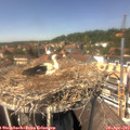 13_50-nest.jpg