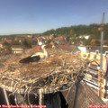 13_55-nest.jpg