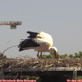 14_00-mast.jpg