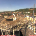 14_05-nest.jpg