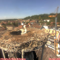 14_10-nest.jpg
