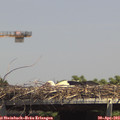 14_15-mast.jpg