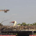 14_20-mast.jpg